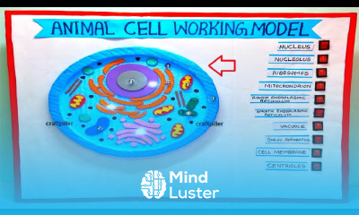 animal cell working model 3d with lights for science exhibition simple easy diy craftpiller