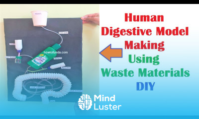 human digestive working model making using waste materials at home easily DIY howtofunda