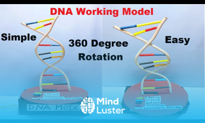 dna working model for school science project 360 degree rotation DIY pandit