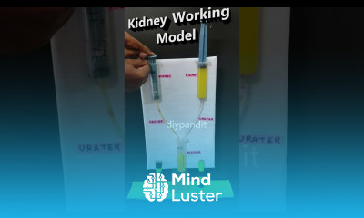kidney working model using syringes shorts DIY pandit