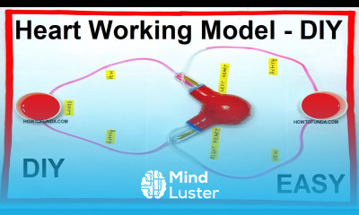 human heart working model using sponge ball blood circulation model diy howtofunda