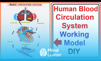 Human BLOOD CIRCULATION SYSTEM WORKING MODEL science project for exhibition diy craftpiller