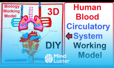 human blood circulatory system working model 3D science project for exhibition diy craftpiller