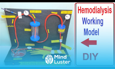 hemodialysis working model 3D science project for exhibition biology project diy craftpiller
