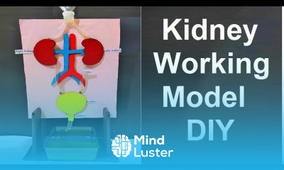 kidney working model 3d making using waste materials science fair urinary system howtofunda