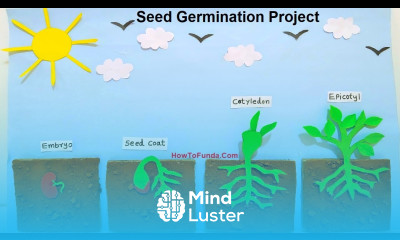 seed germination plant growth model 3d making science project howtofunda