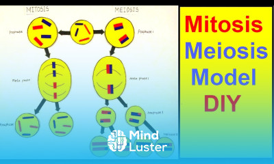 Mitosis and meiosis model Cell division model science project diy howtofunda