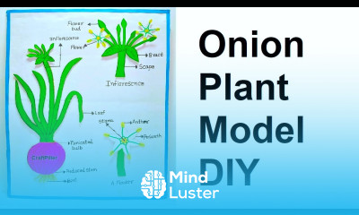 onion plant life cycle model for science project DIY at home easily using cardboard craftpiller