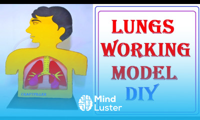human respiratory system lungs working model 3d science project card board diy craftpiller