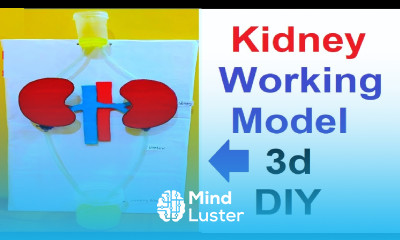 kidney working model 3d making using cardboard and waste materials urinary system DIY howtofunda