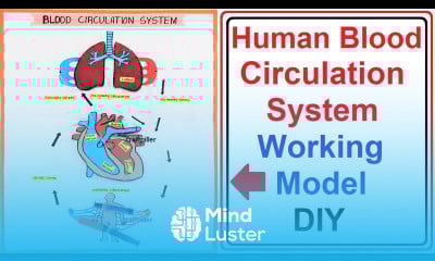 Human BLOOD CIRCULATION SYSTEM WORKING MODEL science project for exhibition diy craftpiller