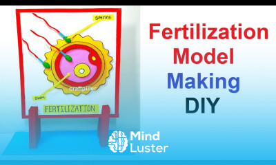 human fertilization model 3D making science project diy craftpiller howtofunda
