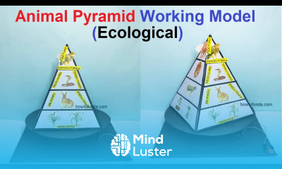 ecosystem animal pyramid working model science project diy simple and easy howtofunda