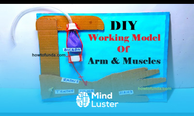 working model of arm and muscles for science project for science exhibition easy diy howtofunda