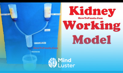 kidney working model for science fair project urinary system diy at home howtofunda