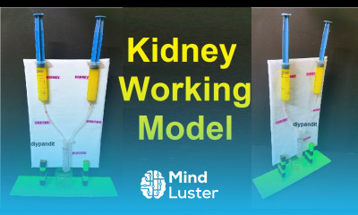 kidney working model using syringes for school science project exhibition urinary system DIY pandit
