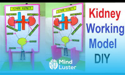 human kidney working model 3d science project for exhibition diy biology project craftpiller