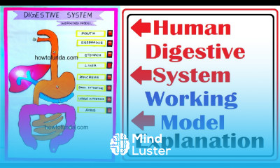 human digestive system working model science project explanation in english howtofunda