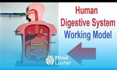 digestive system working model 3d for science project exhibition using syringes diy craftpiller