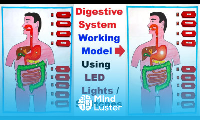 digestive system working model using LED Lights and switches for science exhibition howtofunda