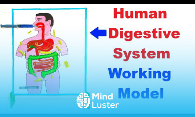 human digestive system working model using syringes for science exhibition project howtofunda