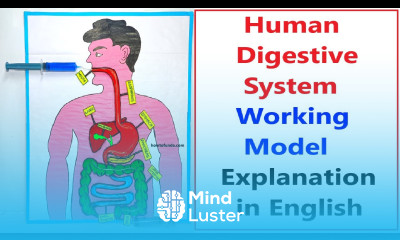 human digestive system working model explanation in english Best Science Project 2025 howtofunda