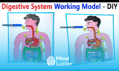 Digestive System Working Model 3D with Syringes Best Science Project 2025 howtofunda