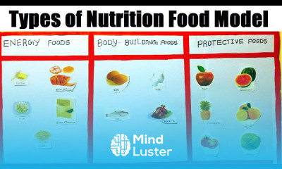 types of nutrition food MODEL making using cardboard science project howtofunda still model