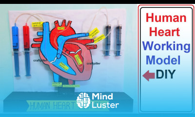 human heart working model 3D science project for exhibition biology project diy craftpiller