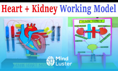 human heart and kidney working model for science project exhibition using syringes craftpiller