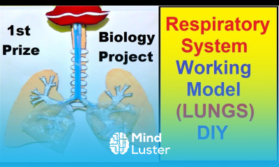 respiratory system working model 3d LUNGS making using waste materials DIY howtofunda