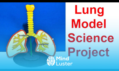 lung model human respiratory system 3d using cardboard science project diy craftpiller