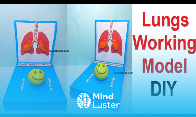 lungs working model science project diy simple east respiratory system craftpiller