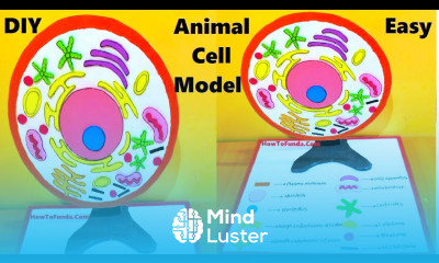 animal cell model making using cardboard diy biology project diy howtofunda still model