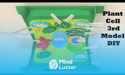PLANT CELL model project using cardboard for science exhibition 3d DIY at home howtofunda