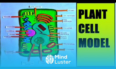 plant cell model making using cardboard science project biology project DIY howtofunda