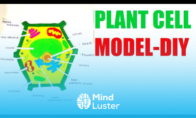 plant cell 3D model making using cardboard diy science project howtofunda class 9 still