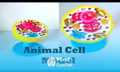 Animal cell model 3d for science project exhibition biology project DIY howtofunda