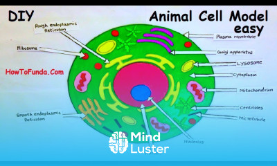 animal cell model making for science project exhibition howtofunda biology model making diy