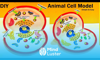 animal cell model 3d making using waste materials science project diy at home howtofunda