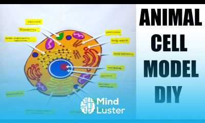 animal cell model making using cardboard science project DIY howtofunda still model