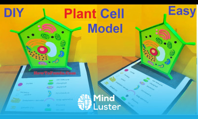 plant cell model 3d making using cardboard biology project diy science project howtofunda