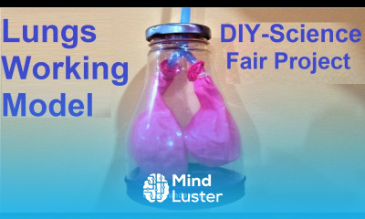 How to make lungs working MODEL with balloons DIY respiratory system science howtofunda