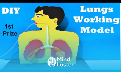 human respiratory system working model 3d lung model for science fair project DIY howtofunda