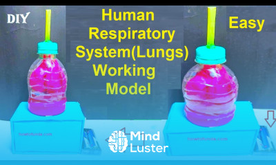 lungs working model human respiratory system DIY inspire award science project howtofunda