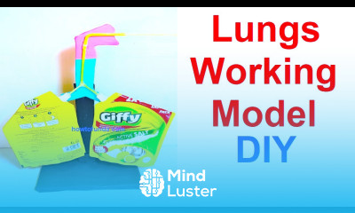 how to make human respiratory system lungs working model using waste materials diy howtofunda