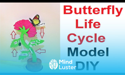 butterfly life cycle model 3D science exhibition model DIY at home howtofunda