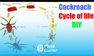 life cycle of cockroach project school science exhibition model howtofunda