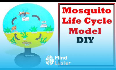 Mosquito Life Cycle Model For Science Project DIY using cardboard craftpiller howtofunda
