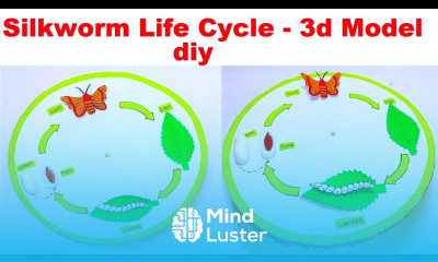 life cycle of silkworm 3d model silkworm life cycle model DIY craftpiller howtofunda